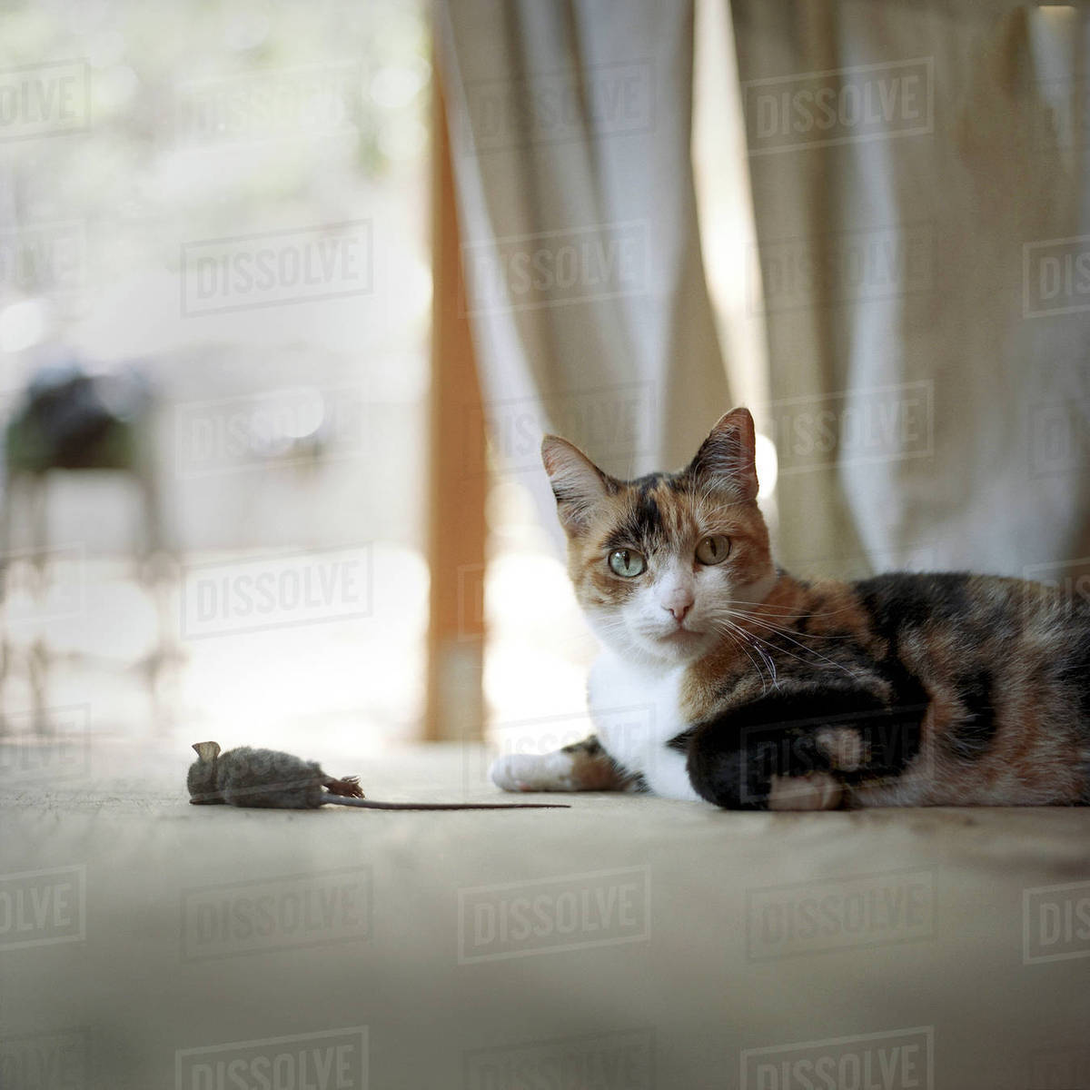 Cat On Floor With Dead Mouse Stock Photo Dissolve Cat On Floor With Dead Mouse Stock