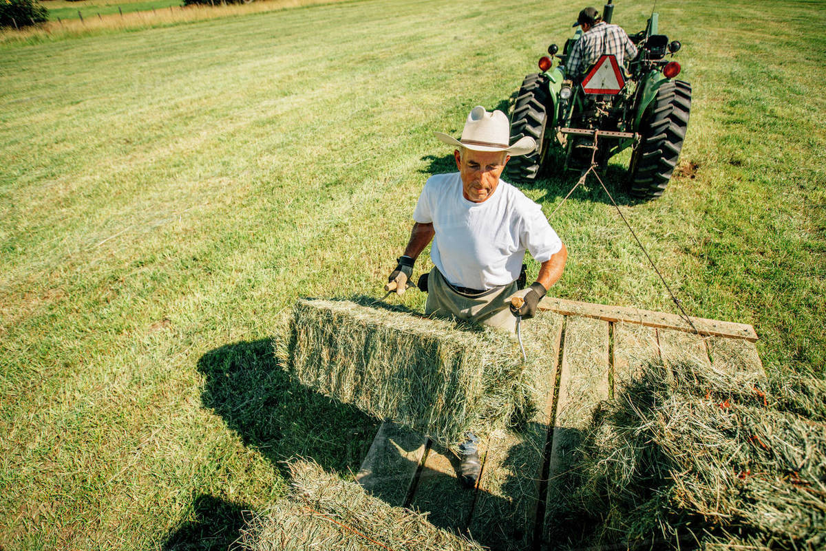 Caucasian farmer lifting bale of hay Stock Photo Dissolve
