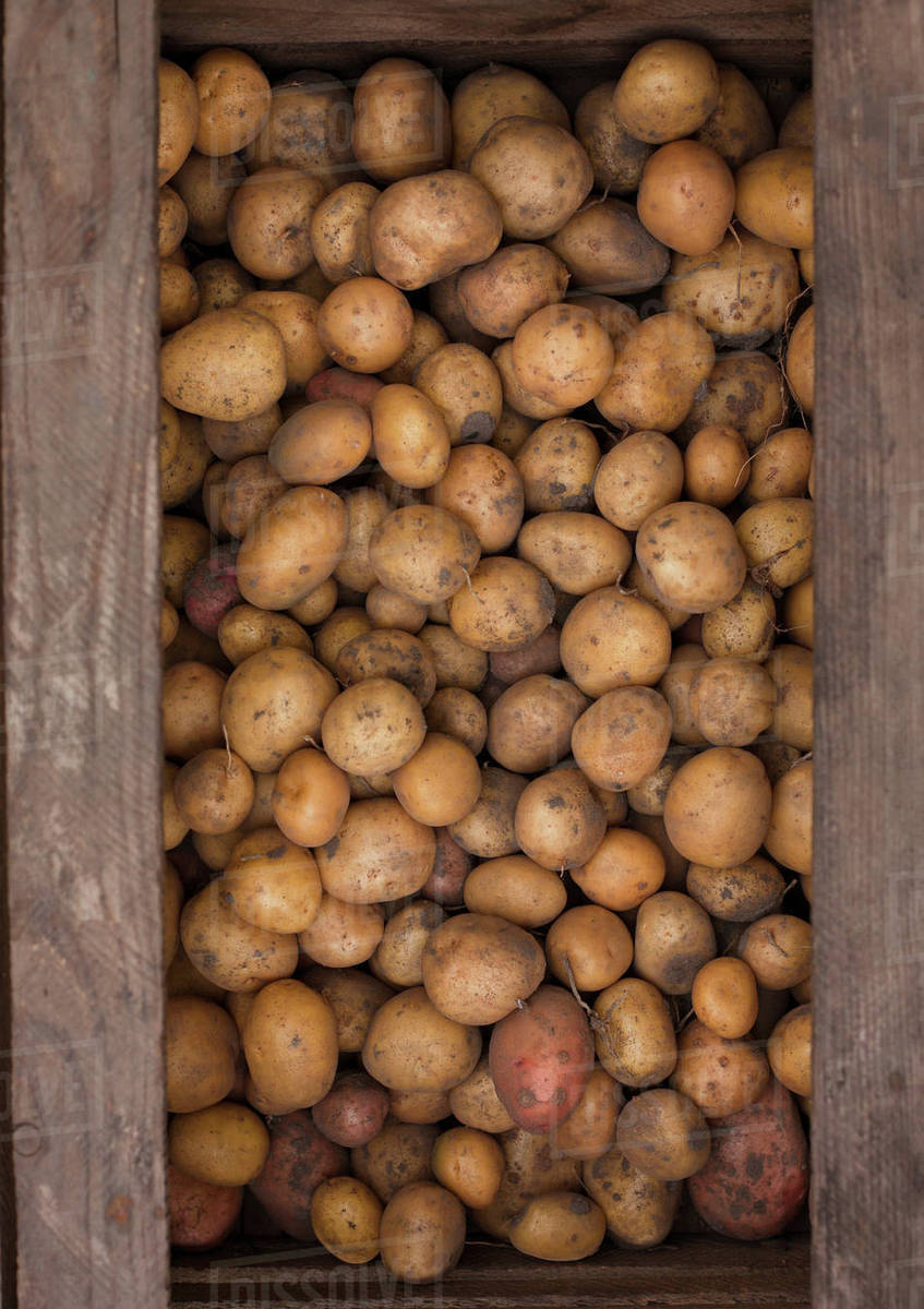 Potatoes in a wooden box Stock Photo Dissolve
