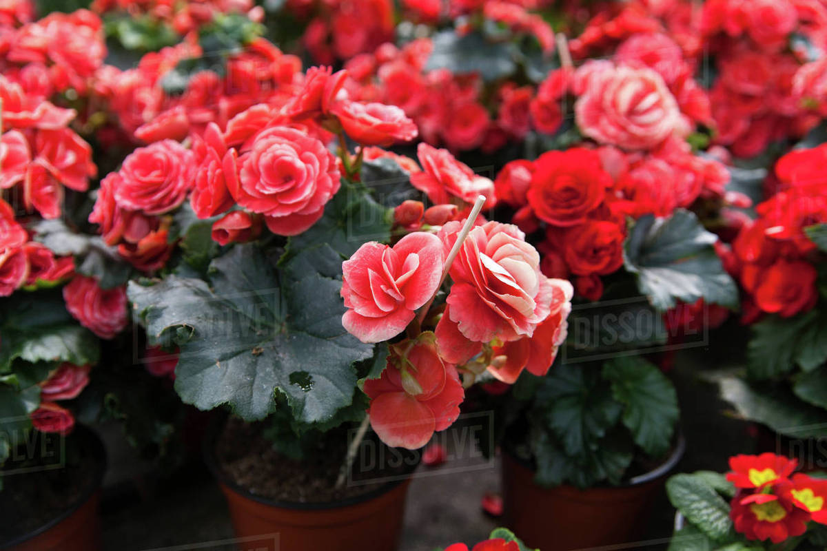 Red flowers in pots - Stock Photo - Dissolve