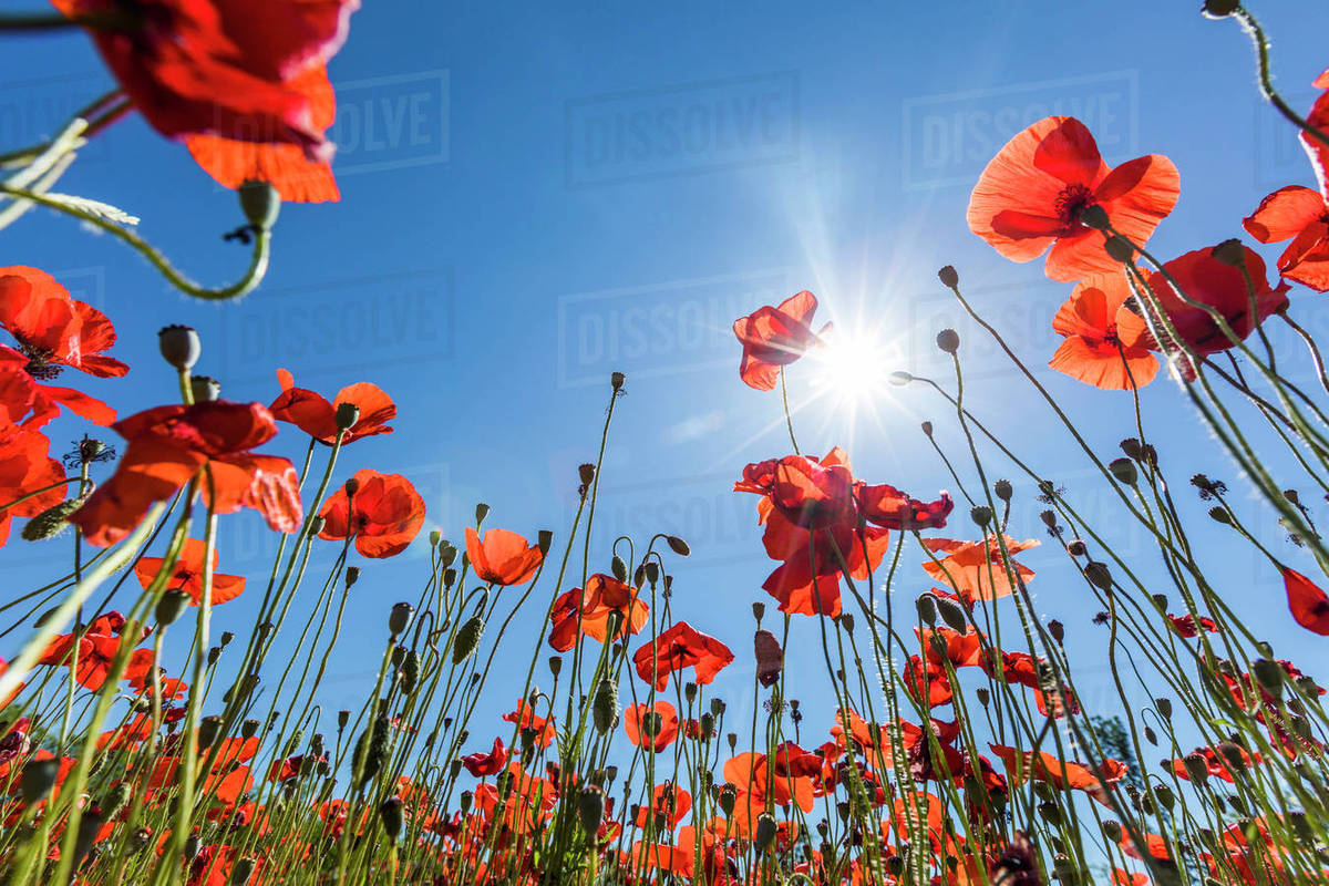 Sunshine on red flowers Stock Photo Dissolve