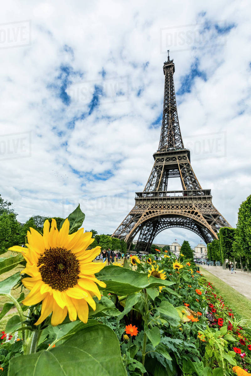Row of flowers near Eiffel Tower, Paris, Ile de France, France Stock