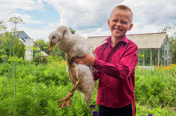 Caucasian boy holding duck on farm - Royalty-free Stock Photo | Dissolve