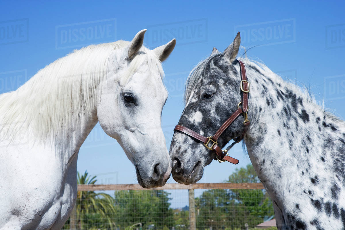 Horses rubbing noses on ranch Stock Photo Dissolve