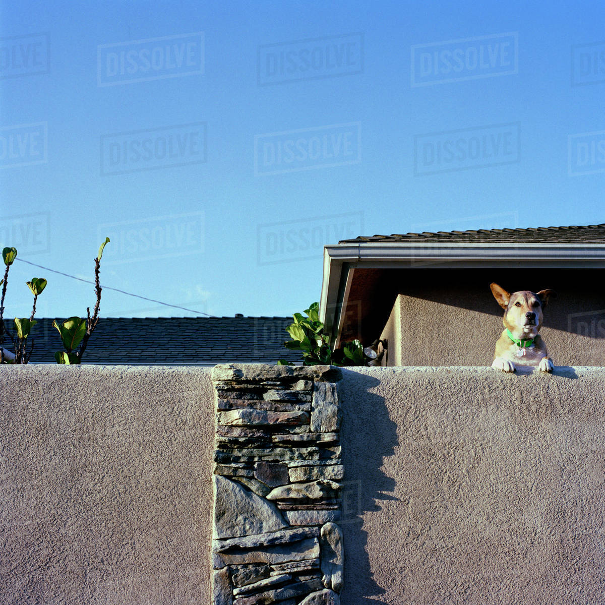 Dog peering over suburban fence Stock Photo Dissolve