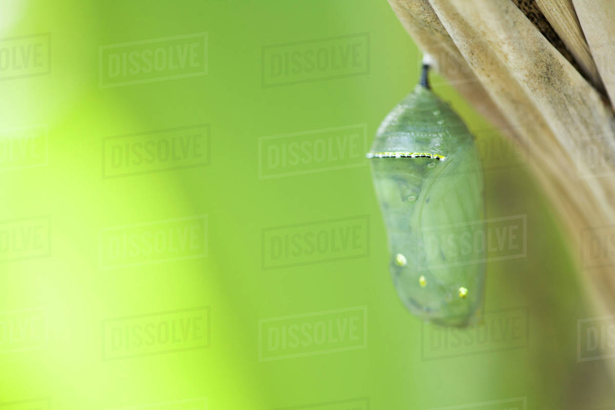 Close up of butterfly cocoon hanging from tree Stock Photo Dissolve