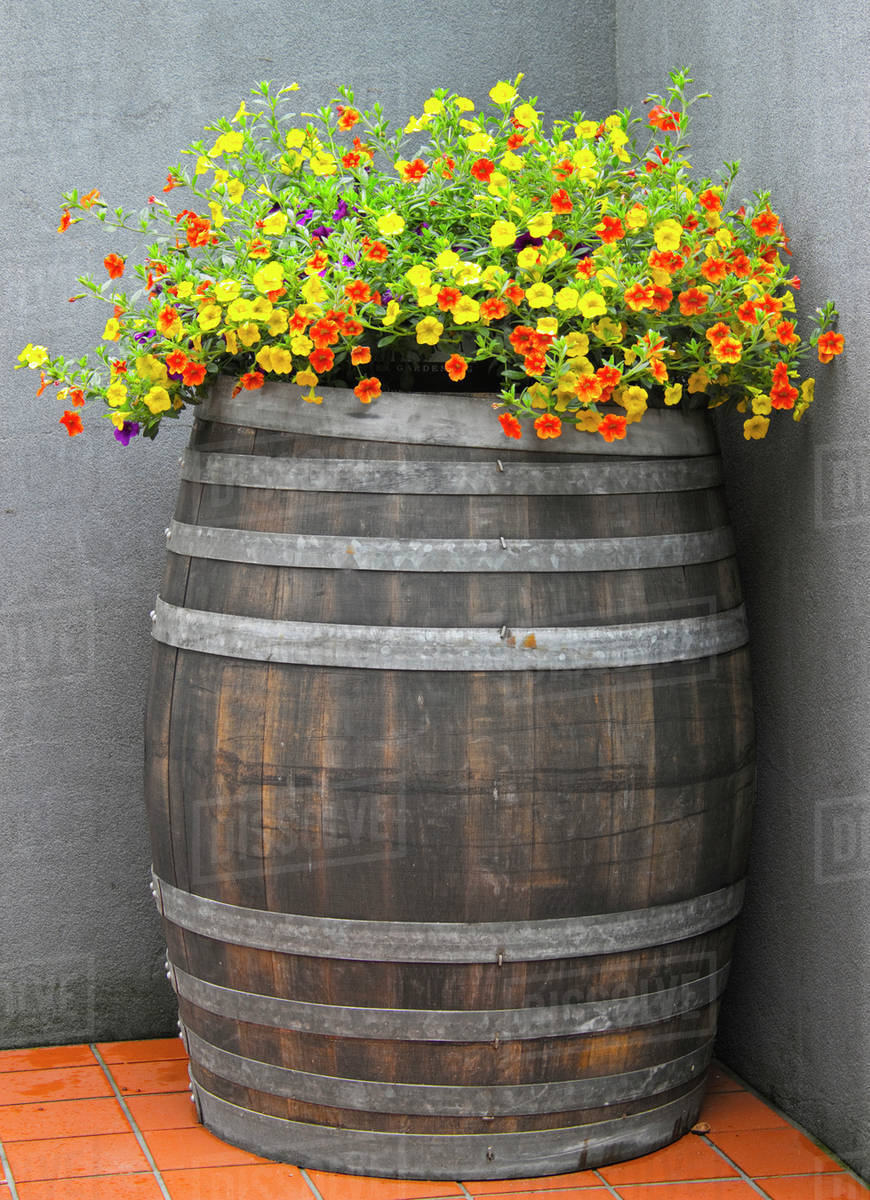 Wine Barrel Planter Stock Photo Dissolve Wine Barrel Planter