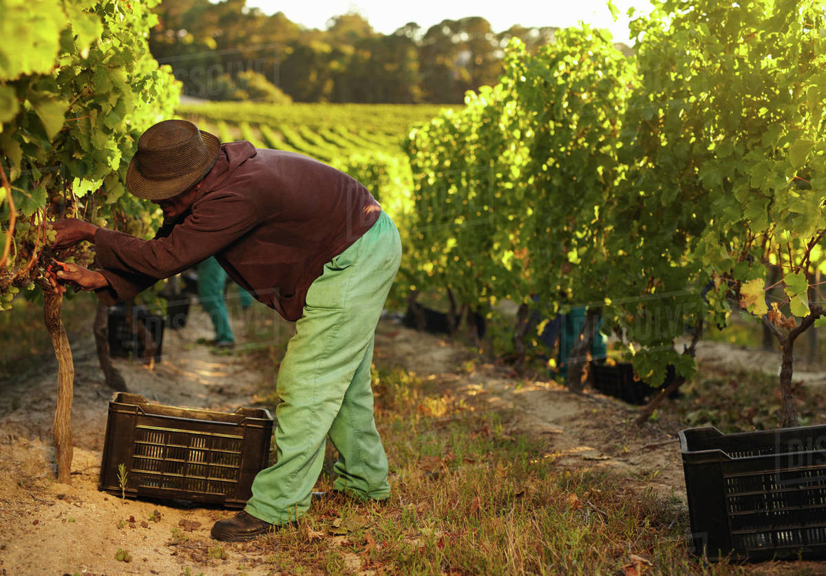 African farmer harvesting grapes in vineyard. Man pruning grapes from