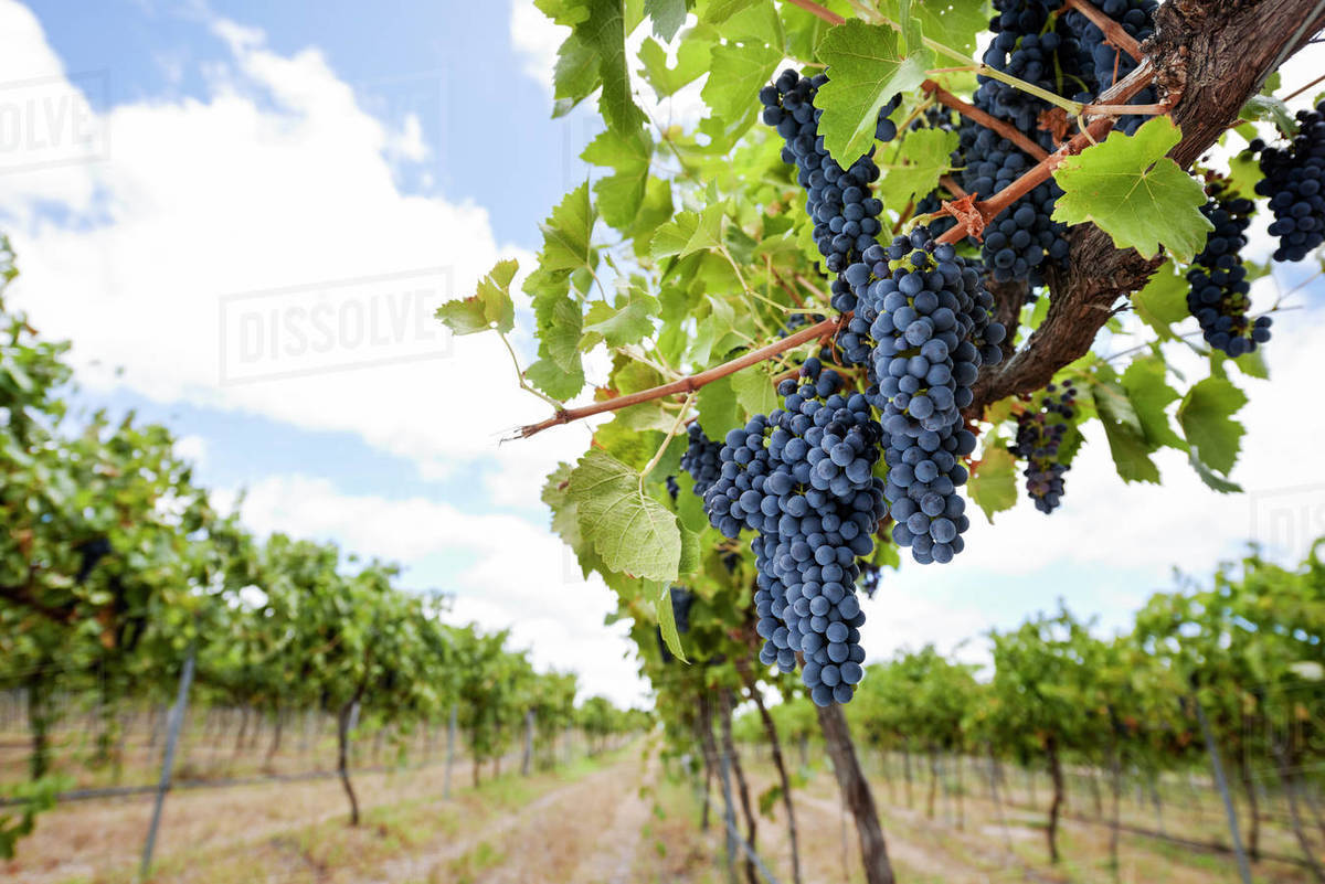 Purple grapes hanging from grapevines in vineyard Stock Photo Dissolve