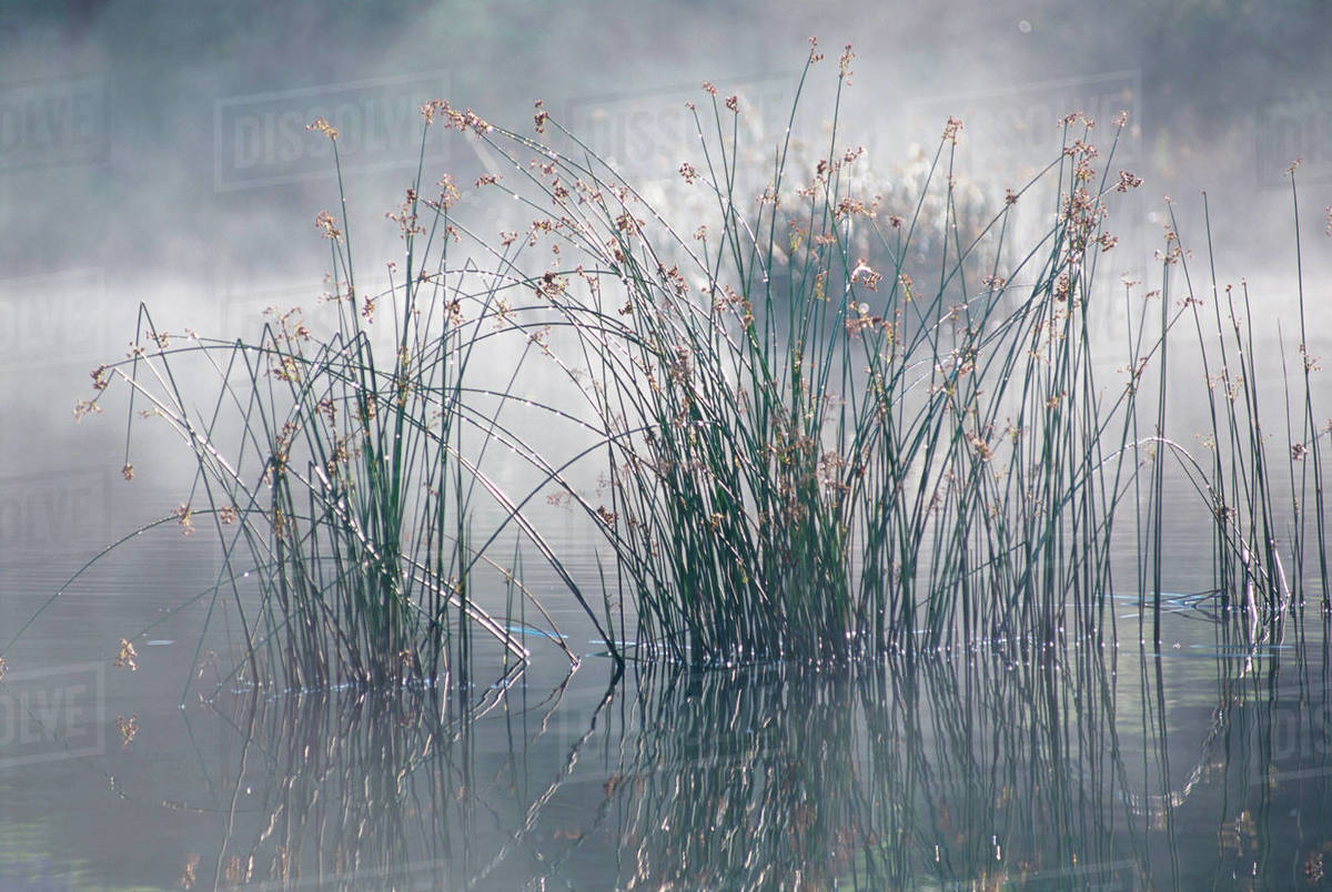 Reeds in a lake Stock Photo Dissolve