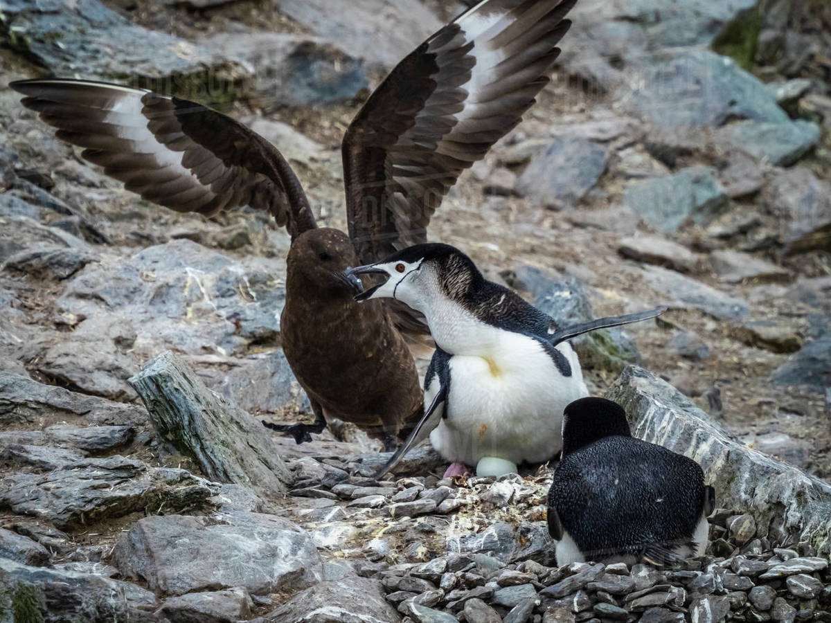 Chinstrap Penguins (Pygoscelis antarcticus) defending nest from South