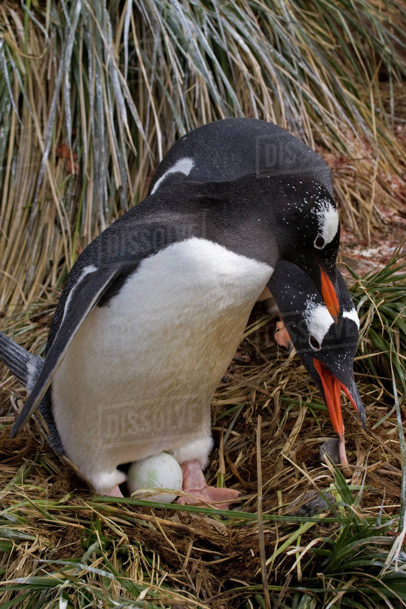 Gentoo penguins (Pygoscelis papua) hatching eggs in nest, Cooper Bay