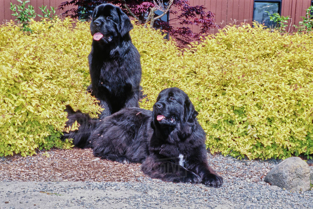 Two Newfoundlands outside sitting on gravel in front of bright yellow bushes Stock Photo