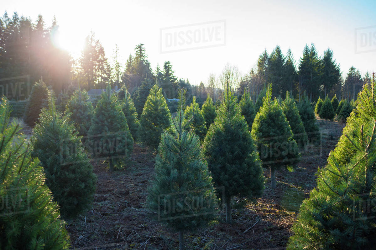 Backlit, Small Noble fir Christmas trees on a farm in Oregon. Stock