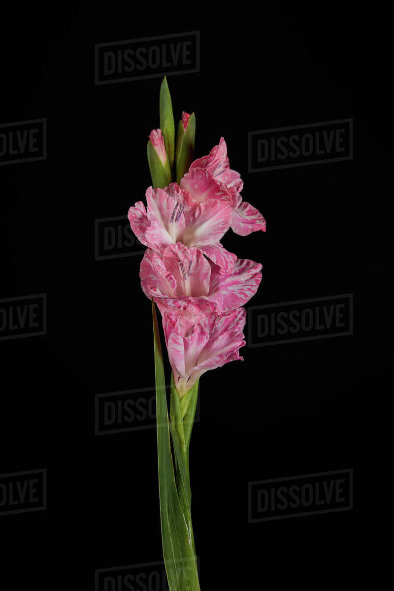 Closeup view of beautiful pink gladiolus with buds isolated on black