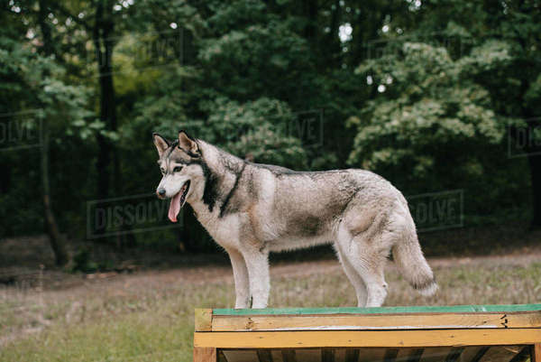 Grey husky dog on agility ground - Stock Photo - Dissolve