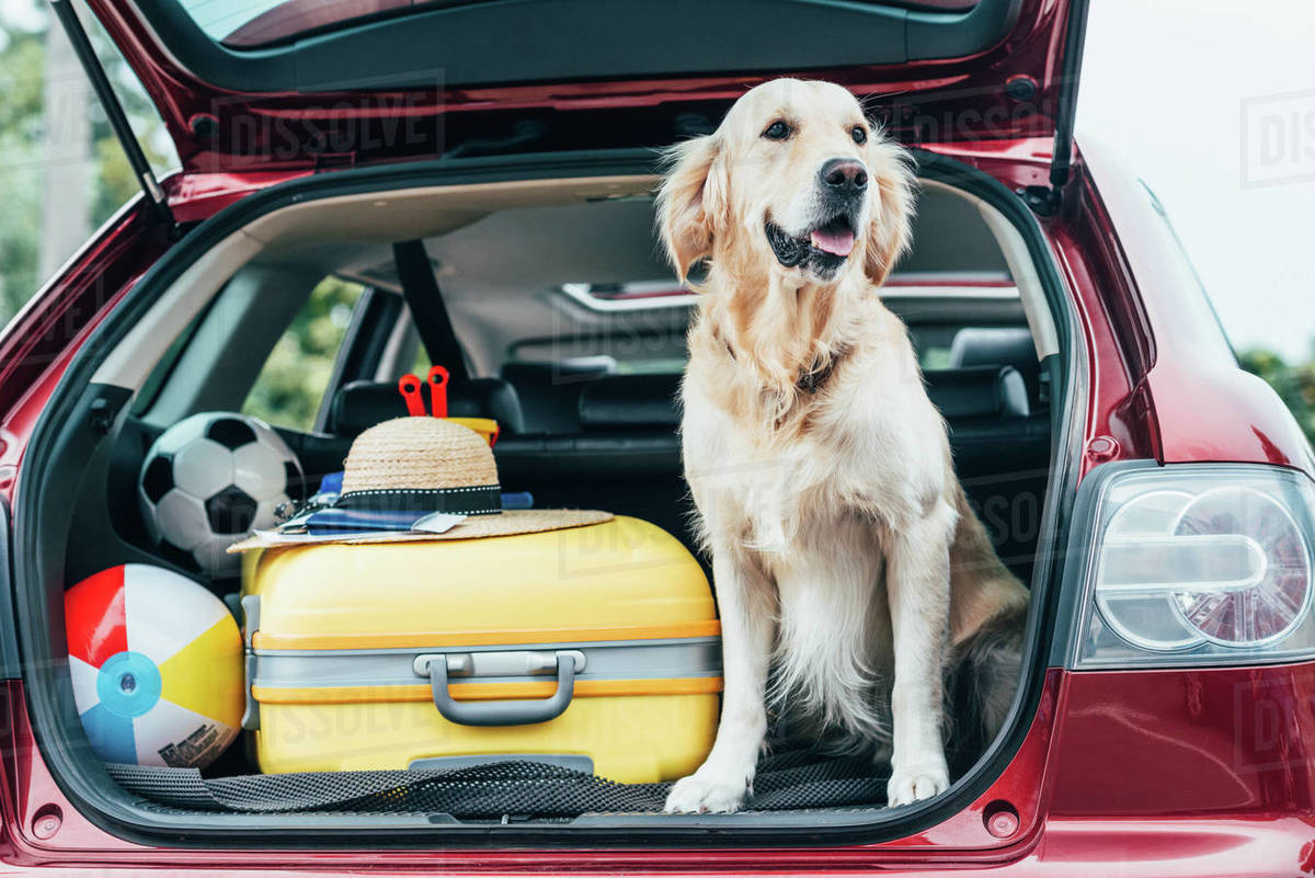 Cute golden retriever dog sitting in car trunk with luggage for trip