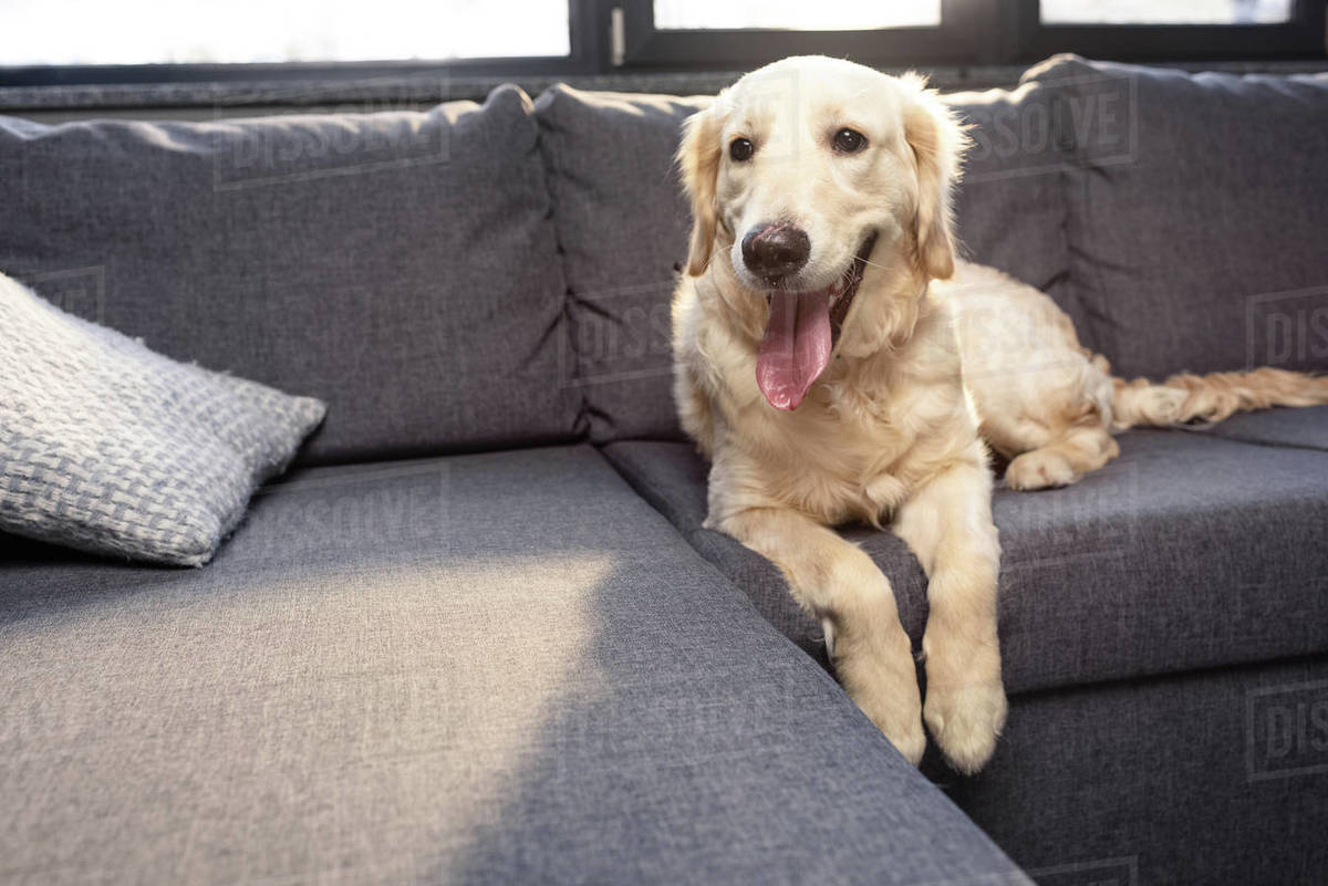 Cute golden retriever dog lying on sofa indoors Stock Photo Dissolve