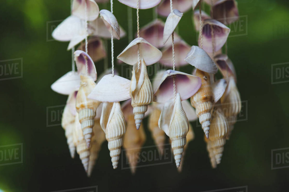 Close-up shot of seashells hanging on threads on dark background ...