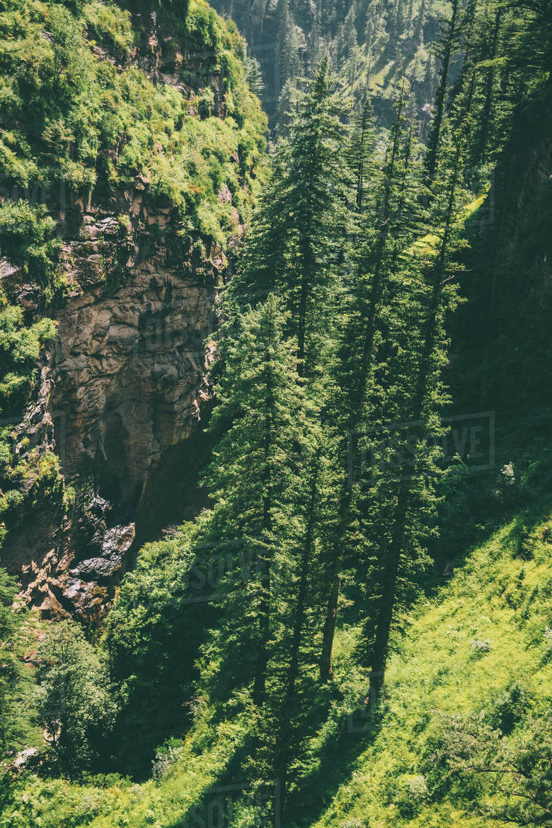 beautiful green trees growing in mountains, Indian Himalayas, Rohtang Pass Stock Photo Dissolve
