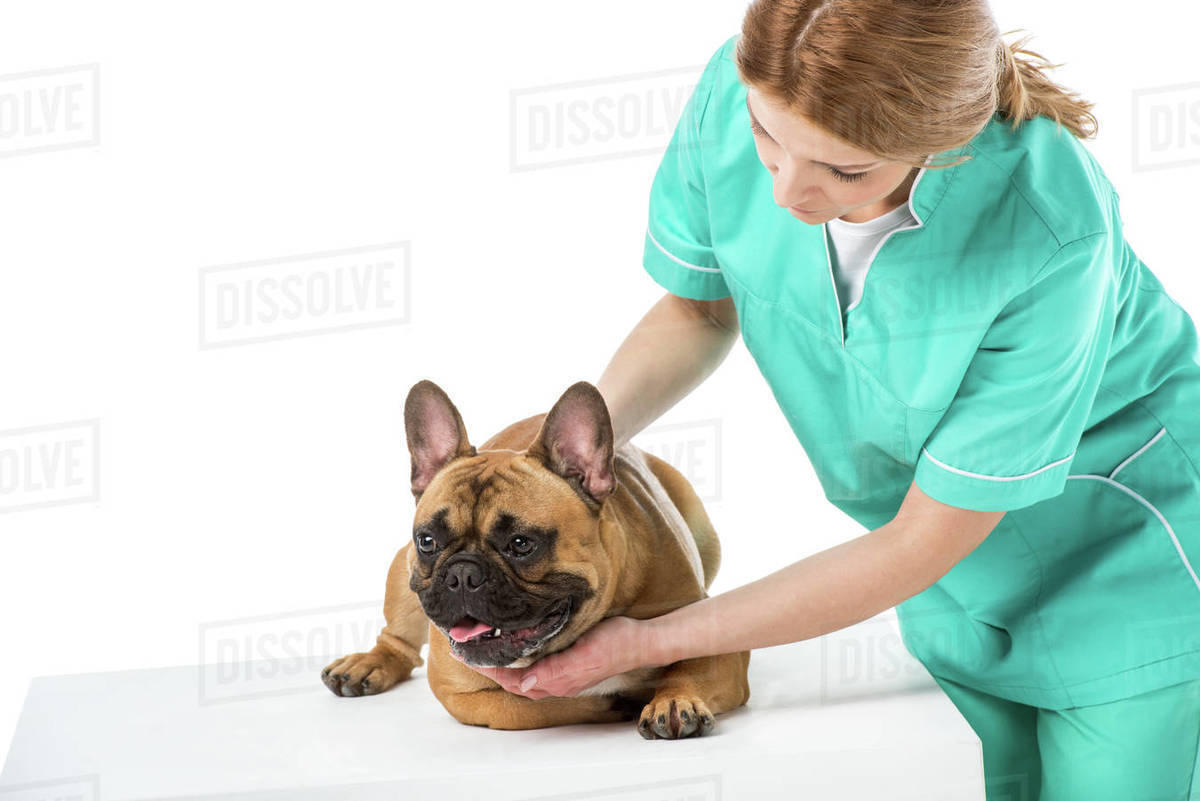 Veterinarian in uniform examining French bulldog isolated on white