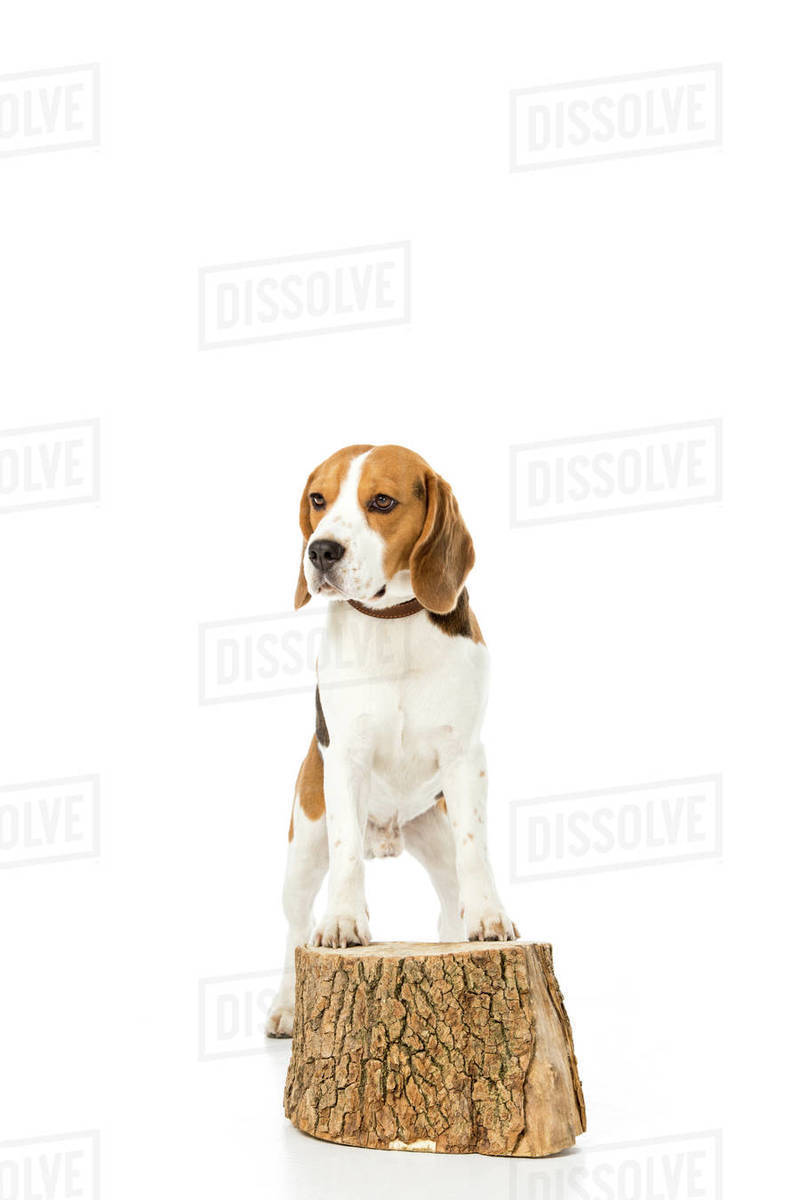 collar size for beagle
