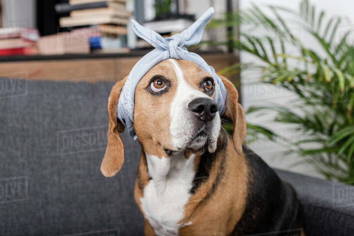 funny beagle dog in grey bandana sitting at home Royalty-free