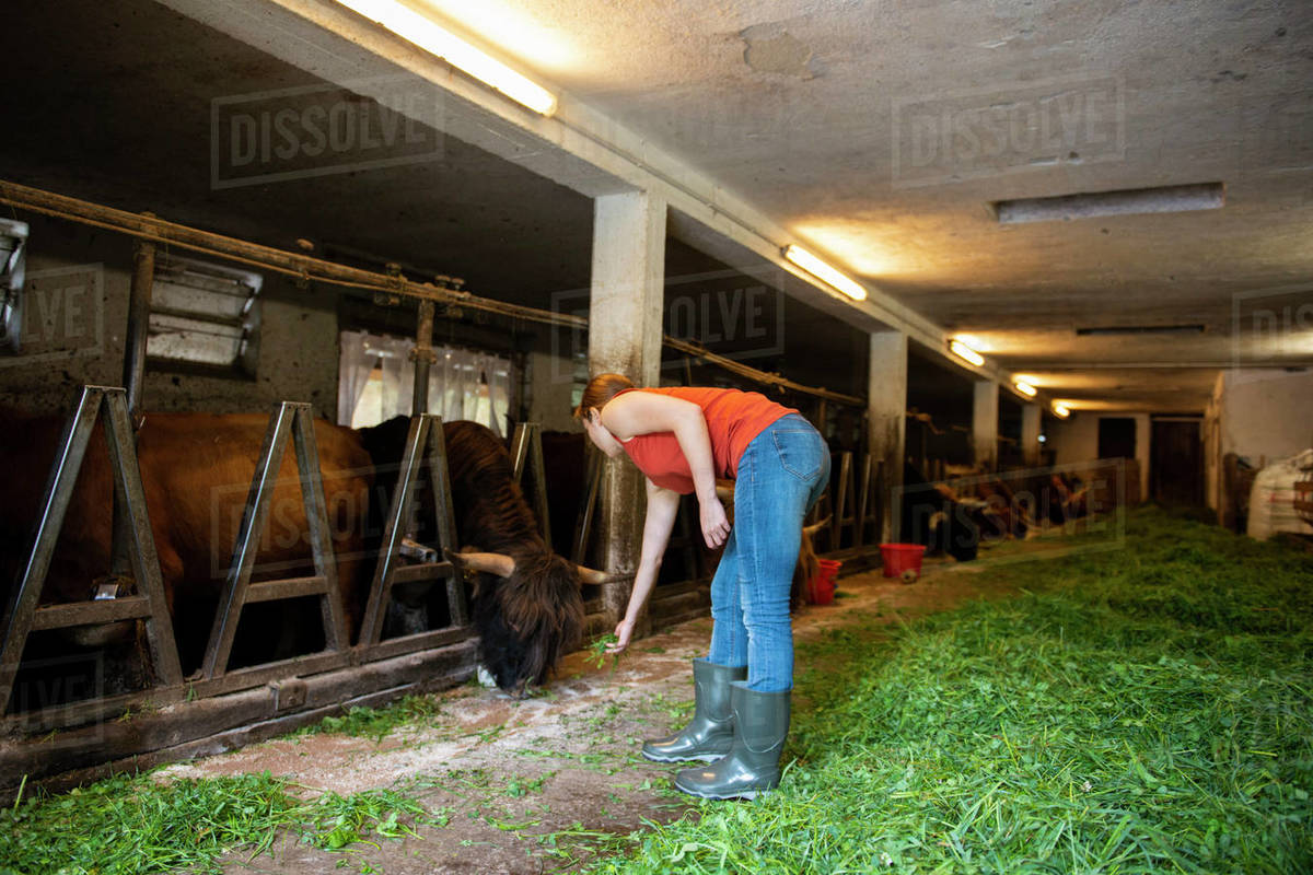 Woman feeding highland cows by fresh grass in cowshed Stock Photo