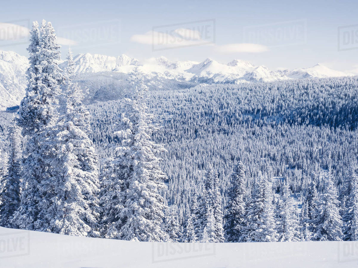 Snow covered landscape and evergreens, Vail, Colorado, America, USA