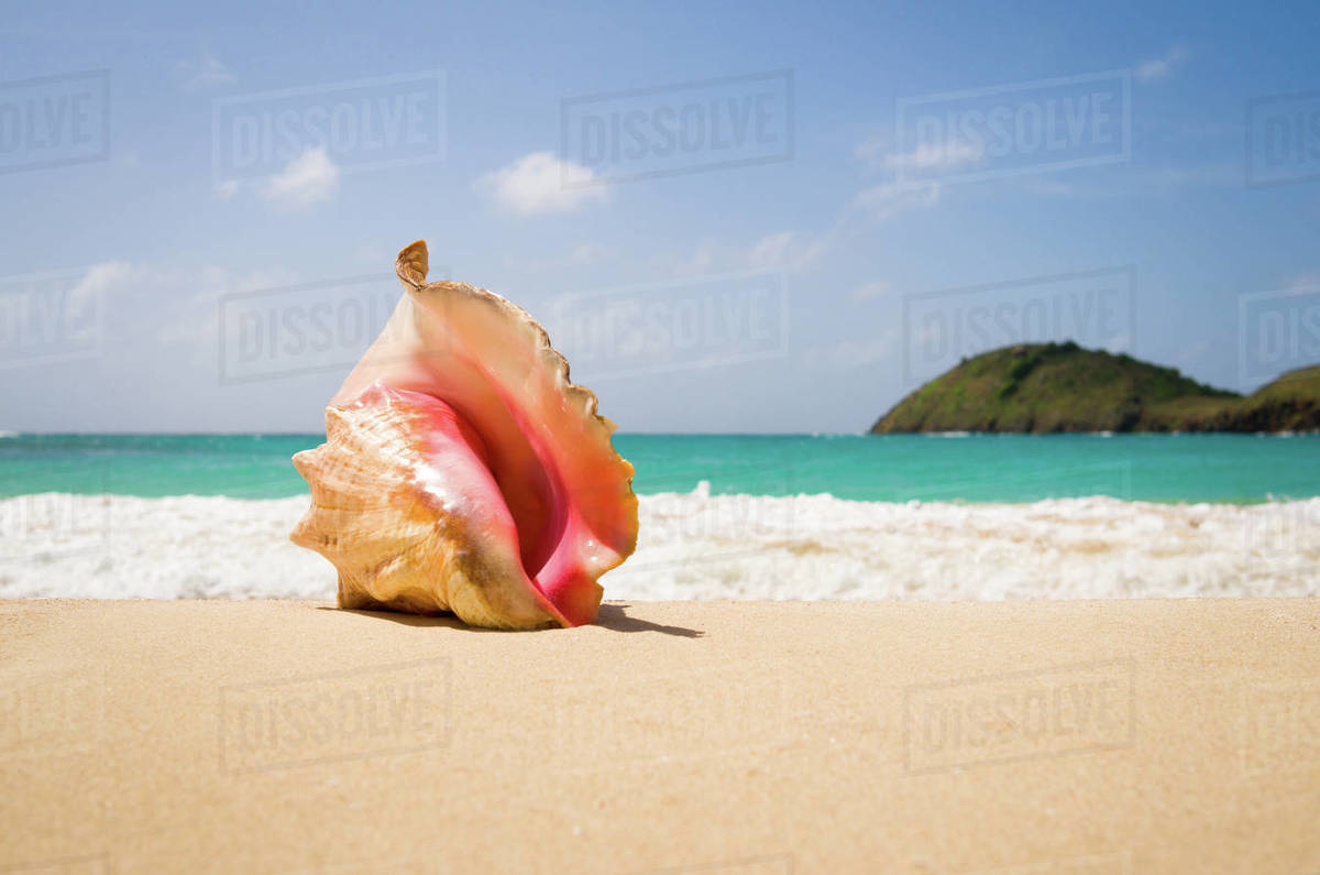 A Queen Conch shell on Rendezvous Beach one of the many beaches in