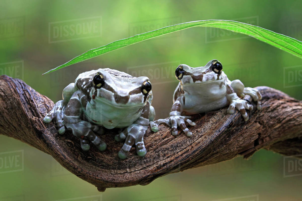 Two mission golden-eyed tree frogs on a branch, Indonesia - Stock Photo ...