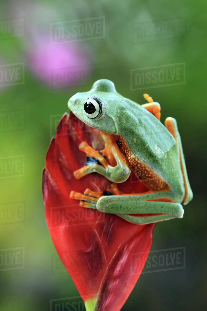Javan tree frog on a flower bud, Indonesia - Stock Photo - Dissolve