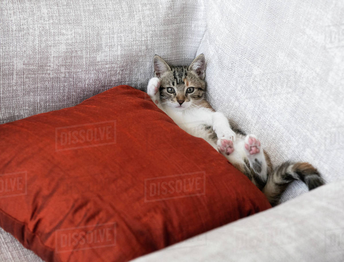 Kitten lying on a sofa next to a cushion Stock Photo Dissolve