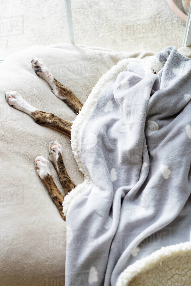 Tired dog sleeping on bed under blanket Stock Photo Dissolve