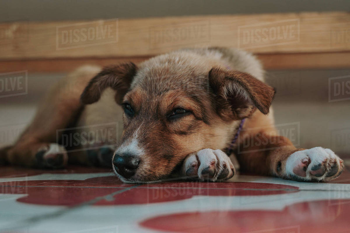 Closeup of exhausted mongrel puppy lying on paws looking at camera at