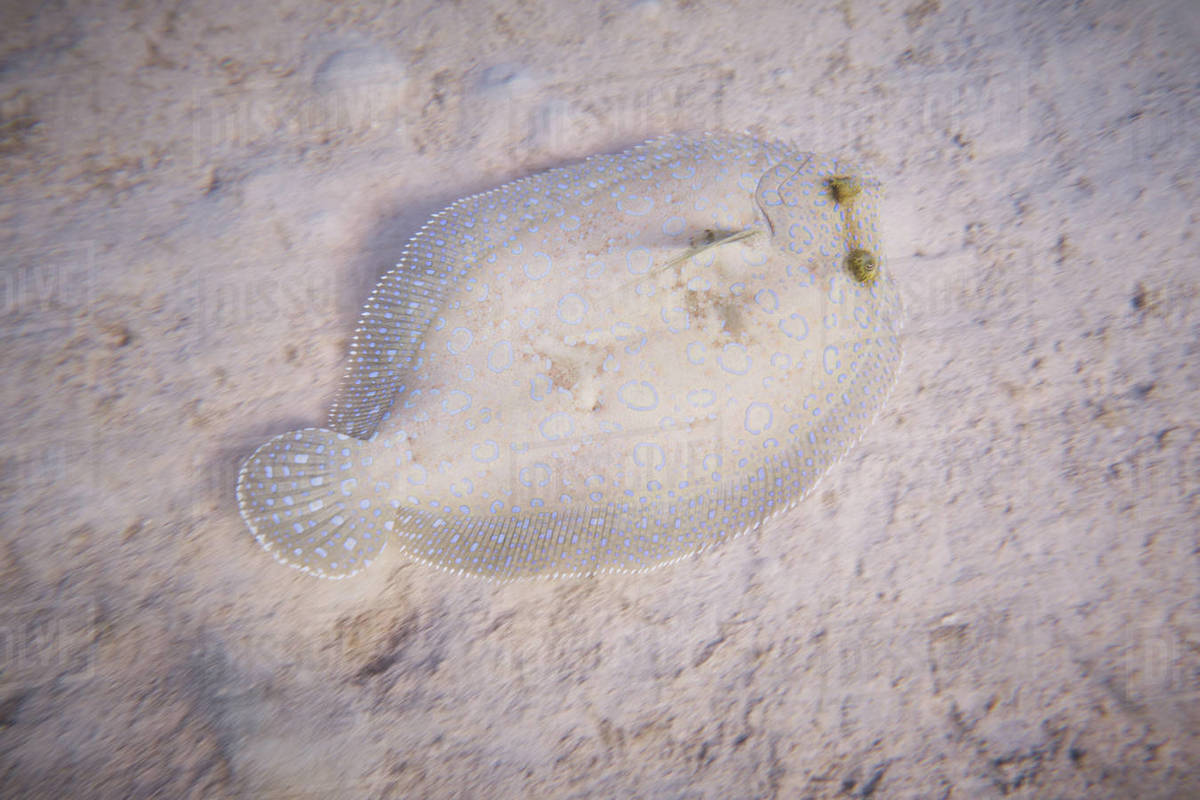Drunk fish at sandy bottom of ocean Stock Photo Dissolve
