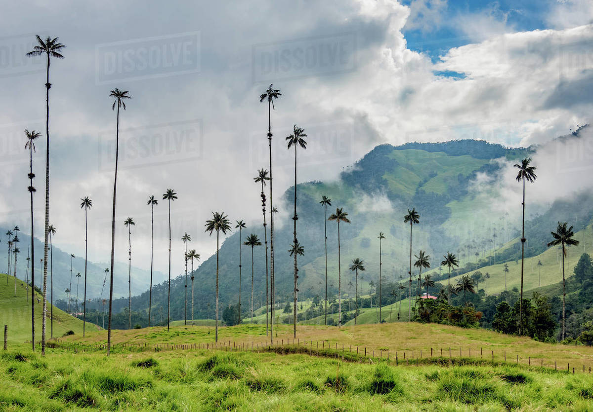 Wax Palms Ceroxylon Quindiuense Cocora Valley Salento Quindio wax-palms-ceroxylon-quindiuense-cocora-valley-salento-quindio
