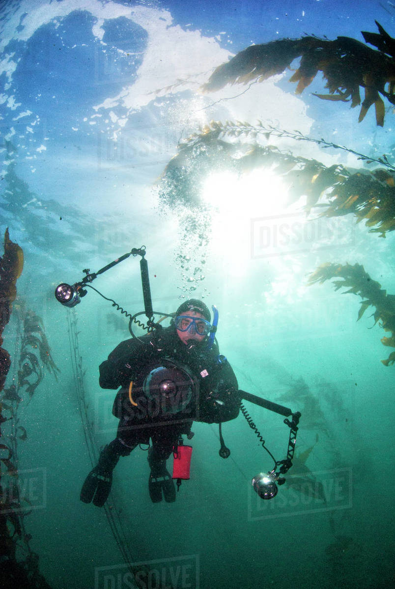 Scuba diver taking photos in the kelp forest in California, Channel