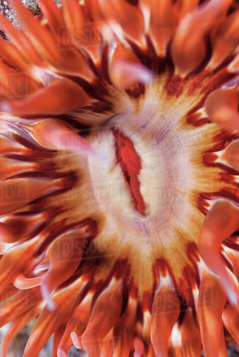 Close up macro photo of Whitespotted Rose Anemone (Urticina lofotensis