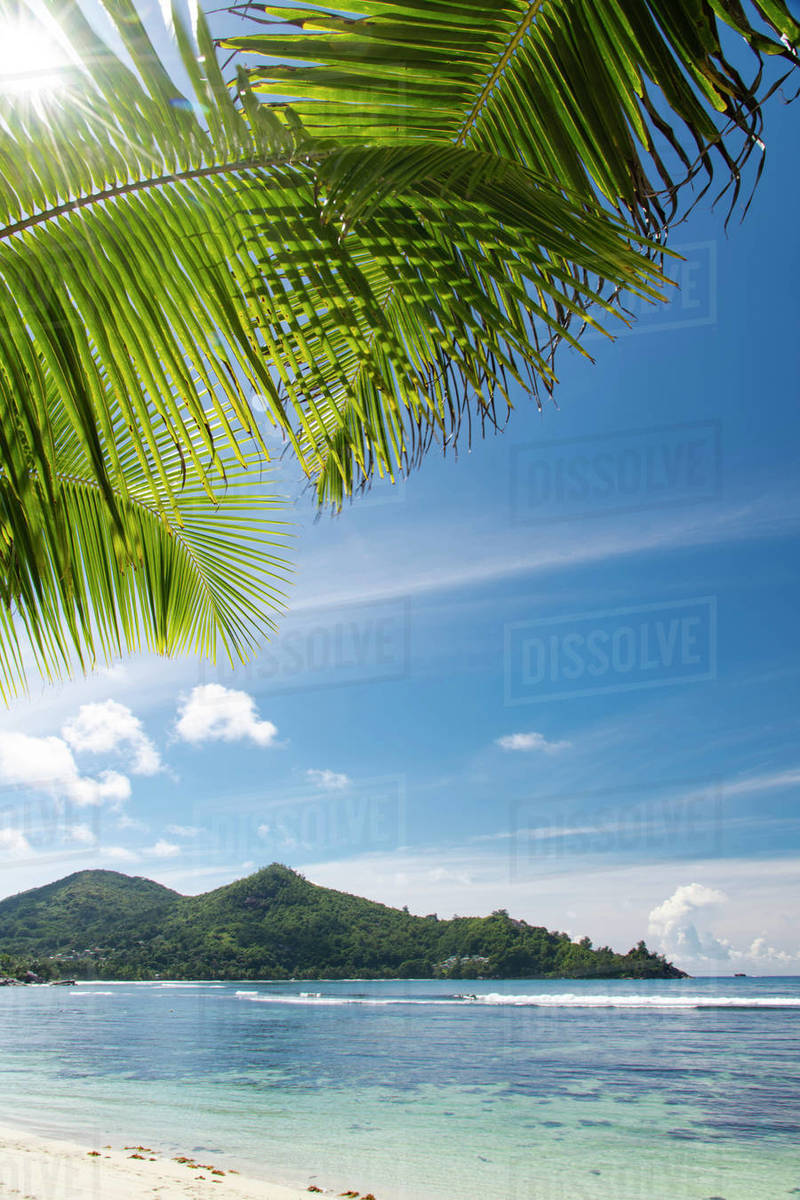 The sun shining through palm leaves at Baie Lazar, Mahe, Seychelles, Indian Ocean, Africa Royalty-free stock photo