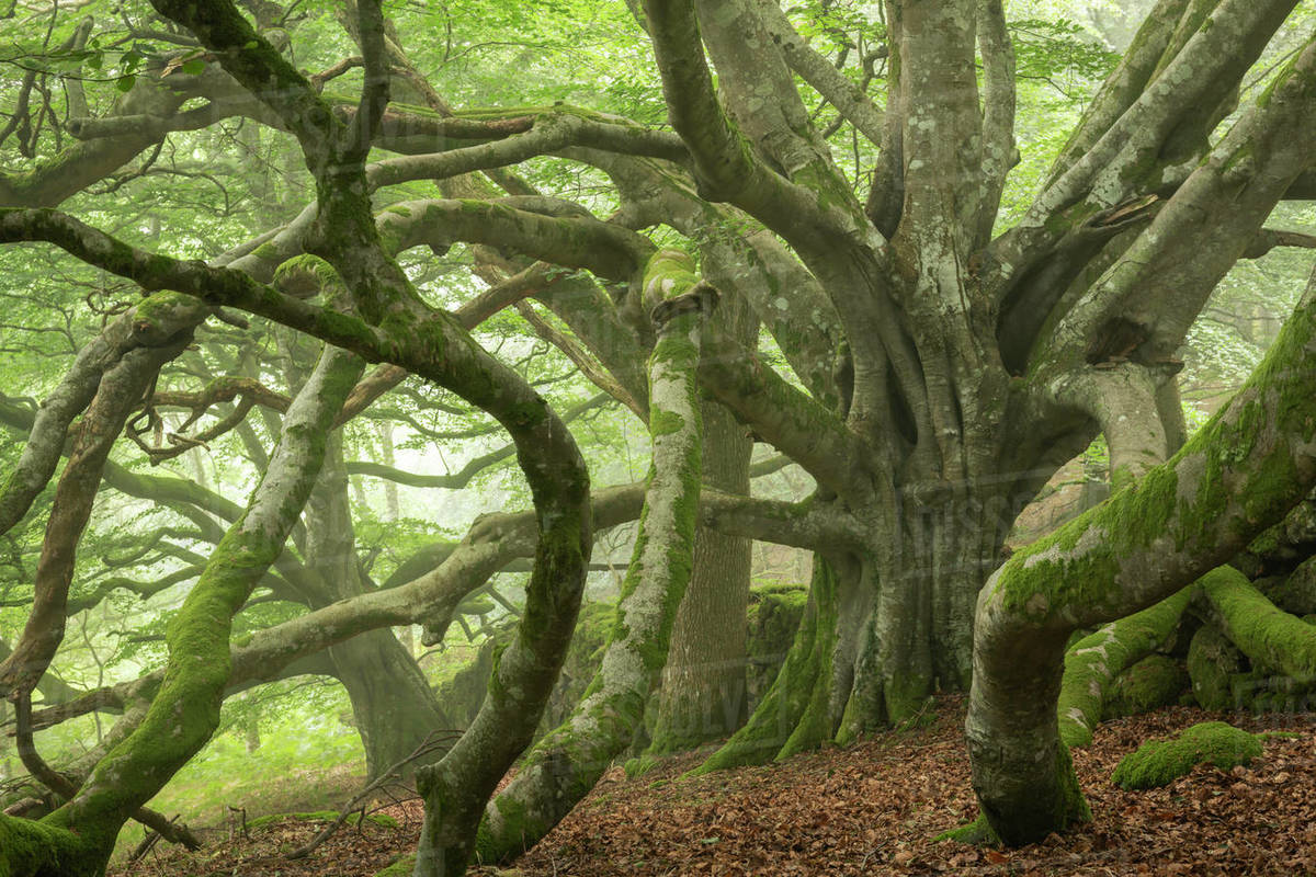 Ancient beech tree with enormous spreading branches, Dartmoor National