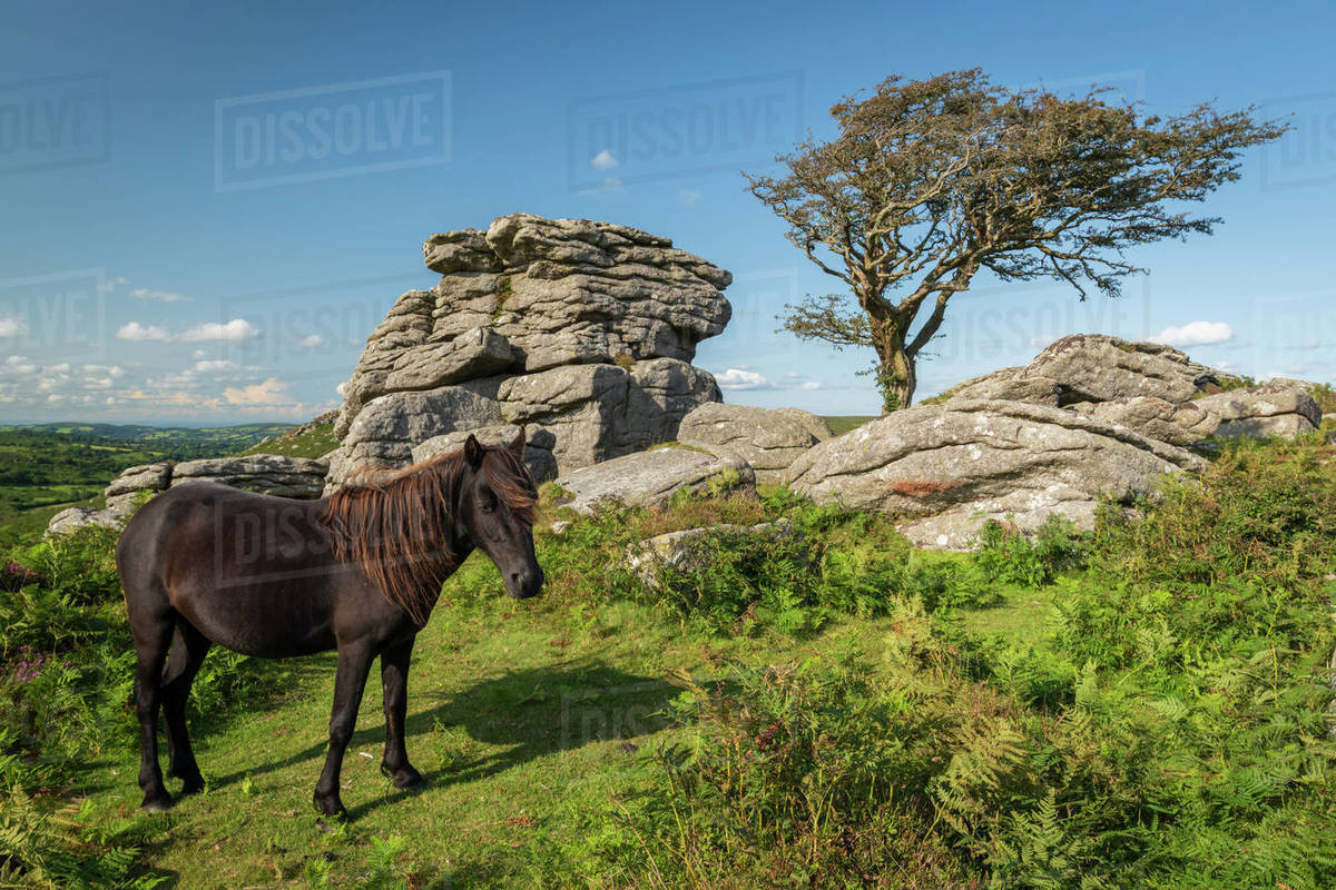Dartmoor Pony grazing near a granite tor in Dartmoor National Park, Devon, England, United