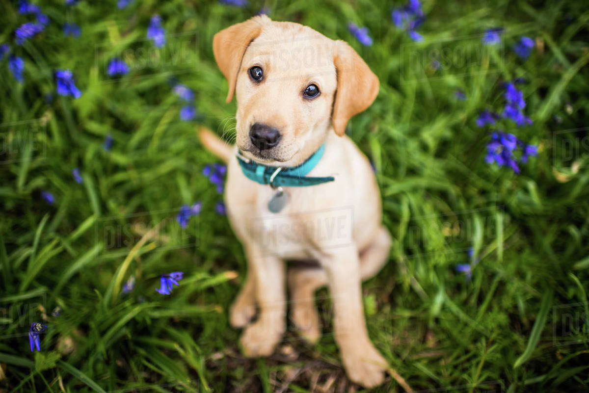 Golden Labrador puppy with blue collar sitting in the bluebells, United