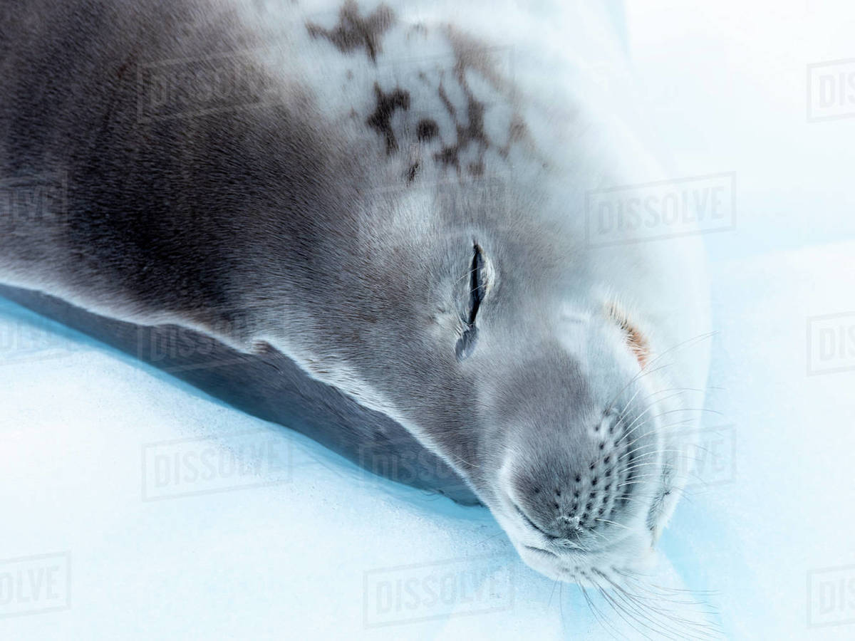 Adult crabeater seal (Lobodon carcinophaga), from the National Geographic Explorer in Girard Bay