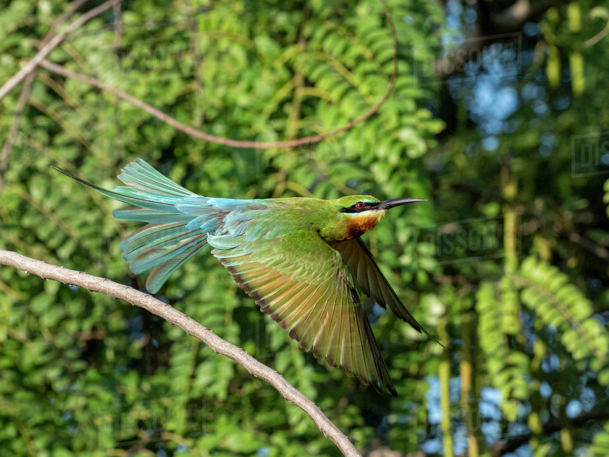 An adult blue-tailed bee-eater (Merops philippinus), taking flight ...