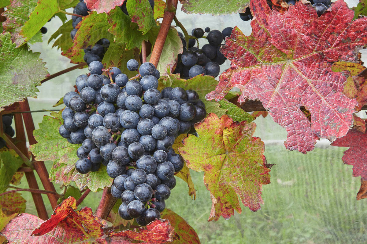 Dornfelder grapes ready for the autumn harvest, at Trevibban Mill