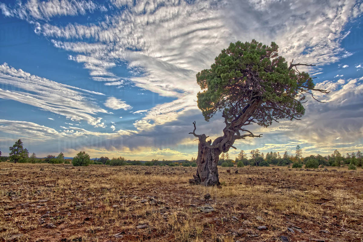 A twisted Juniper Tree near Sycamore Canyon in the Kaibab National