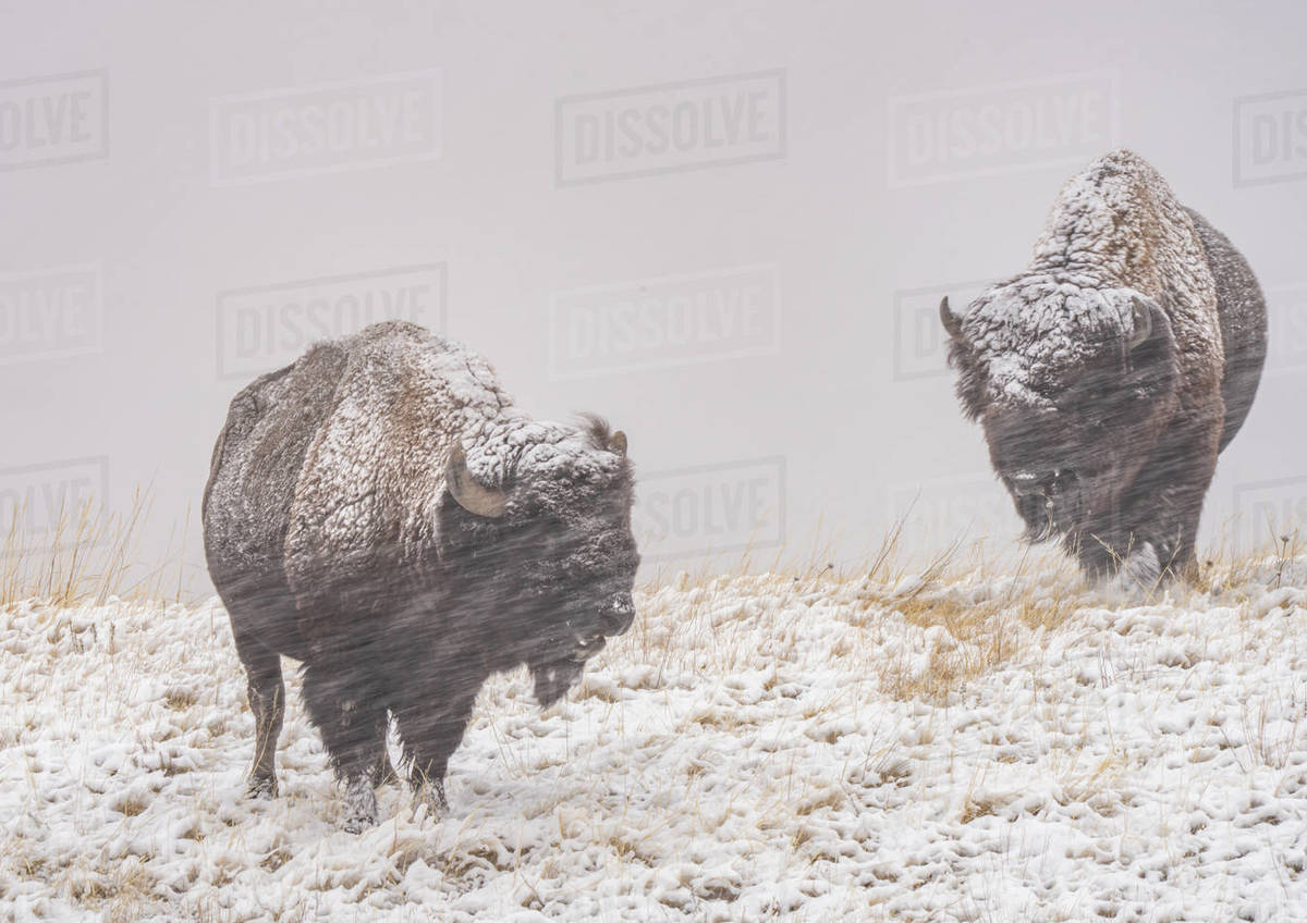 American bison (Bison Bison) in a driving snow storm, Badlands National