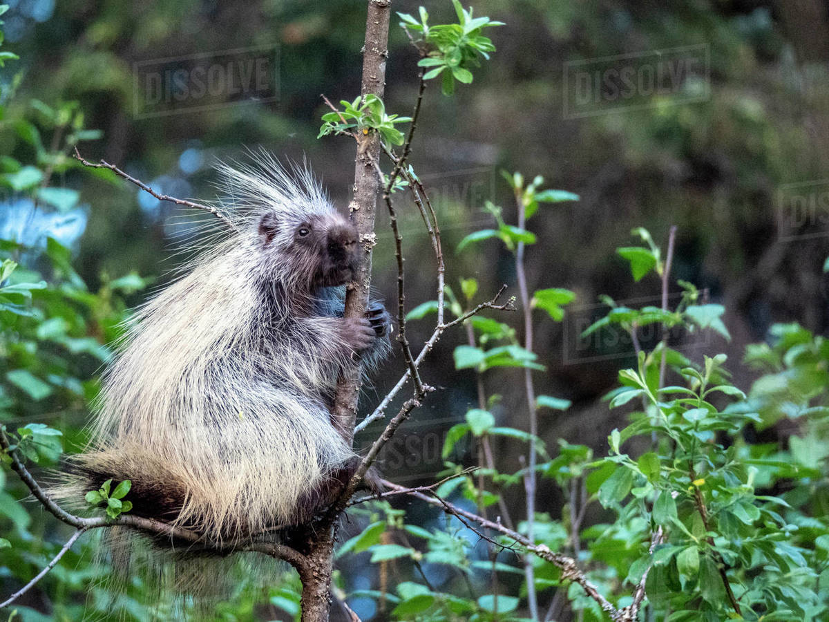 An adult North American porcupine (Erethizon dorsatum), Bartlett Cove