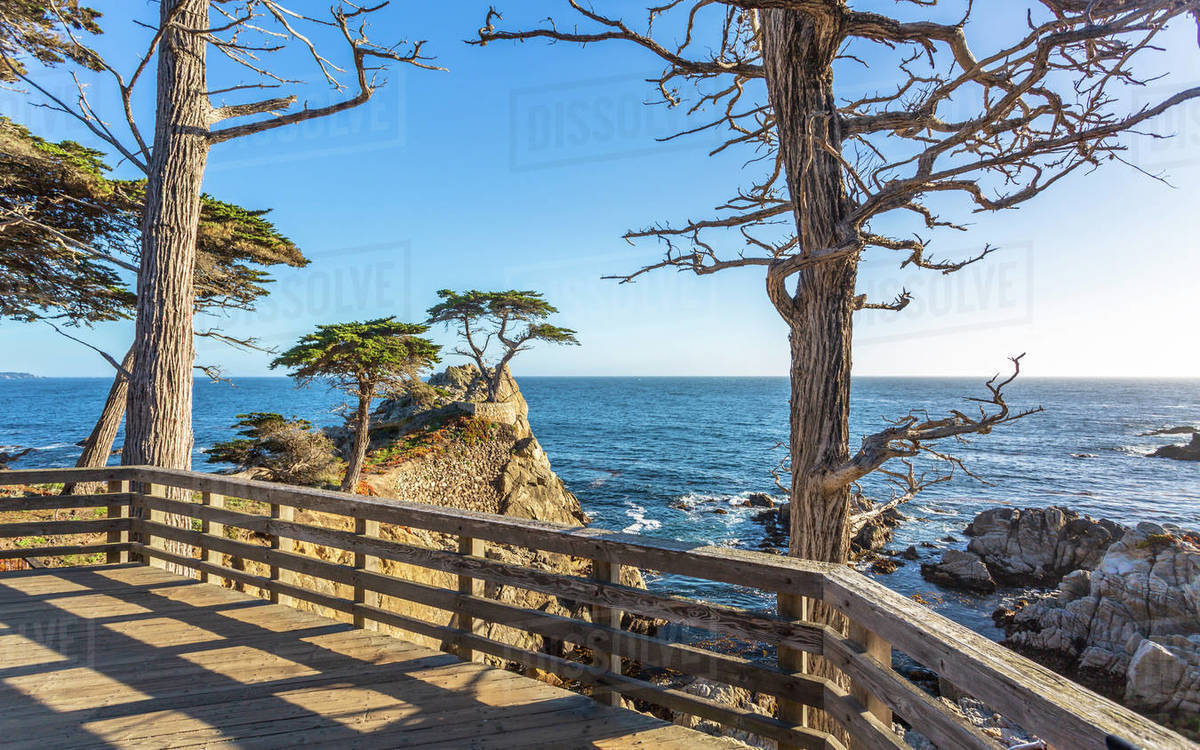 Carmel Bay Lone Cypress At Pebble Beach 17 Mile Drive Peninsula Monterey California United States Of America North Stock Photo